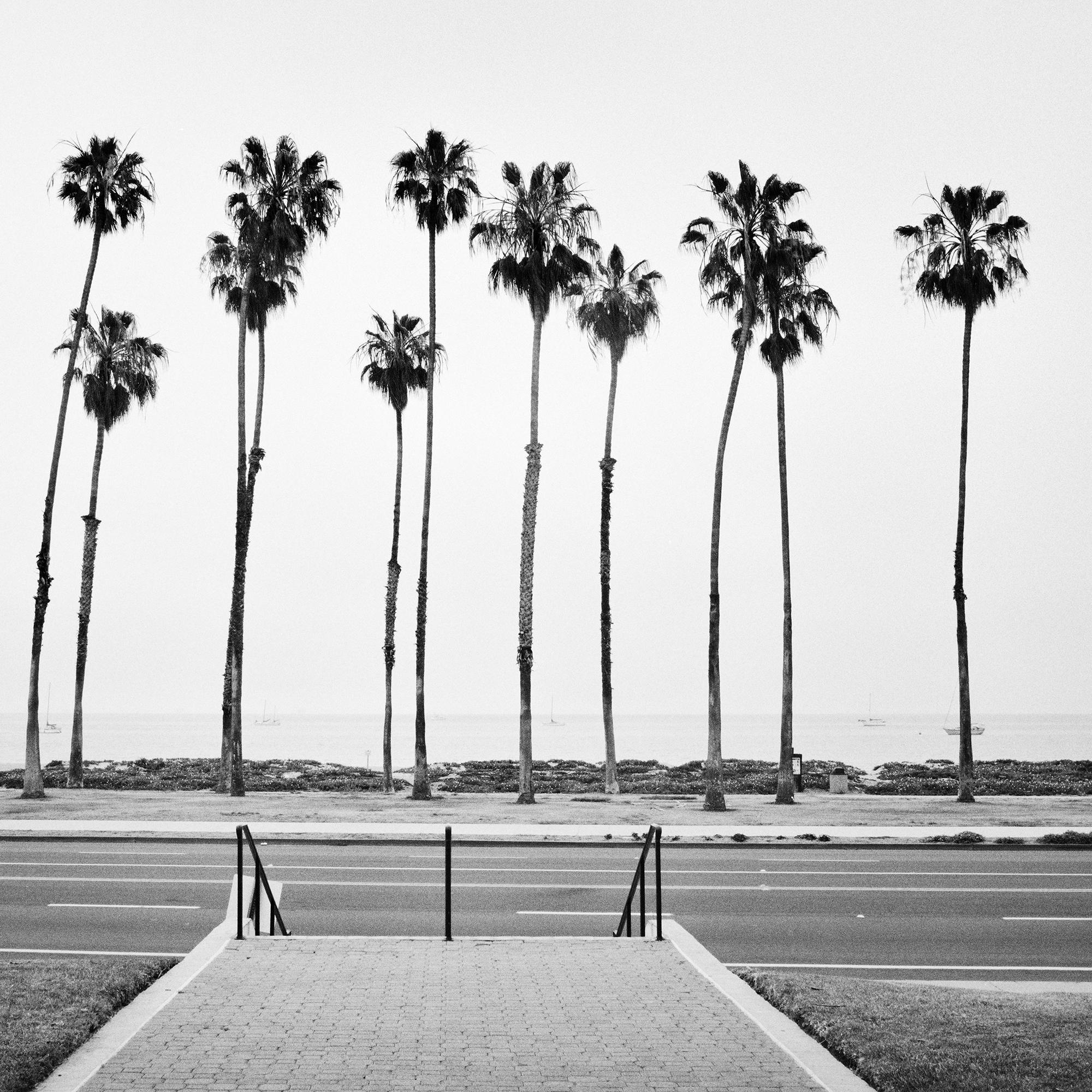 Palm Tree, Santa Barbara, California, black and white photography, art landscape For Sale 5
