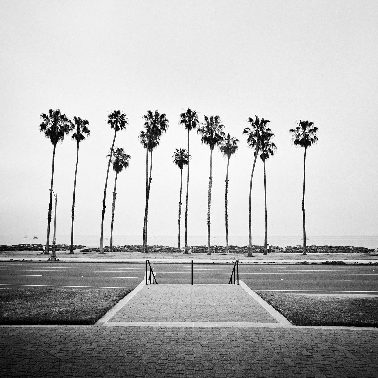 Gerald Berghammer Landscape Photograph - Palm Tree, Santa Barbara, California, black and white photography, art landscape