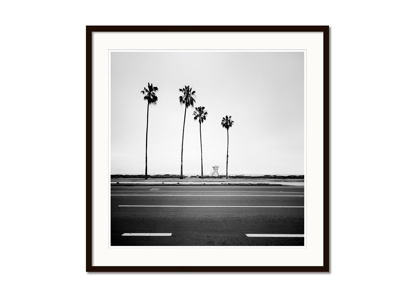 Palme, Santa Barbara, USA, monochrom, Landschaftsfotografie, limitierte Auflage (Grau), Black and White Photograph, von Gerald Berghammer