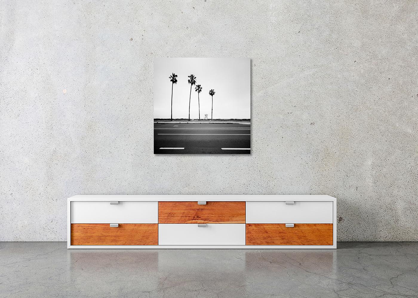 Palme, Santa Barbara, USA, monochrom, Landschaftsfotografie, limitierte Auflage im Angebot 1