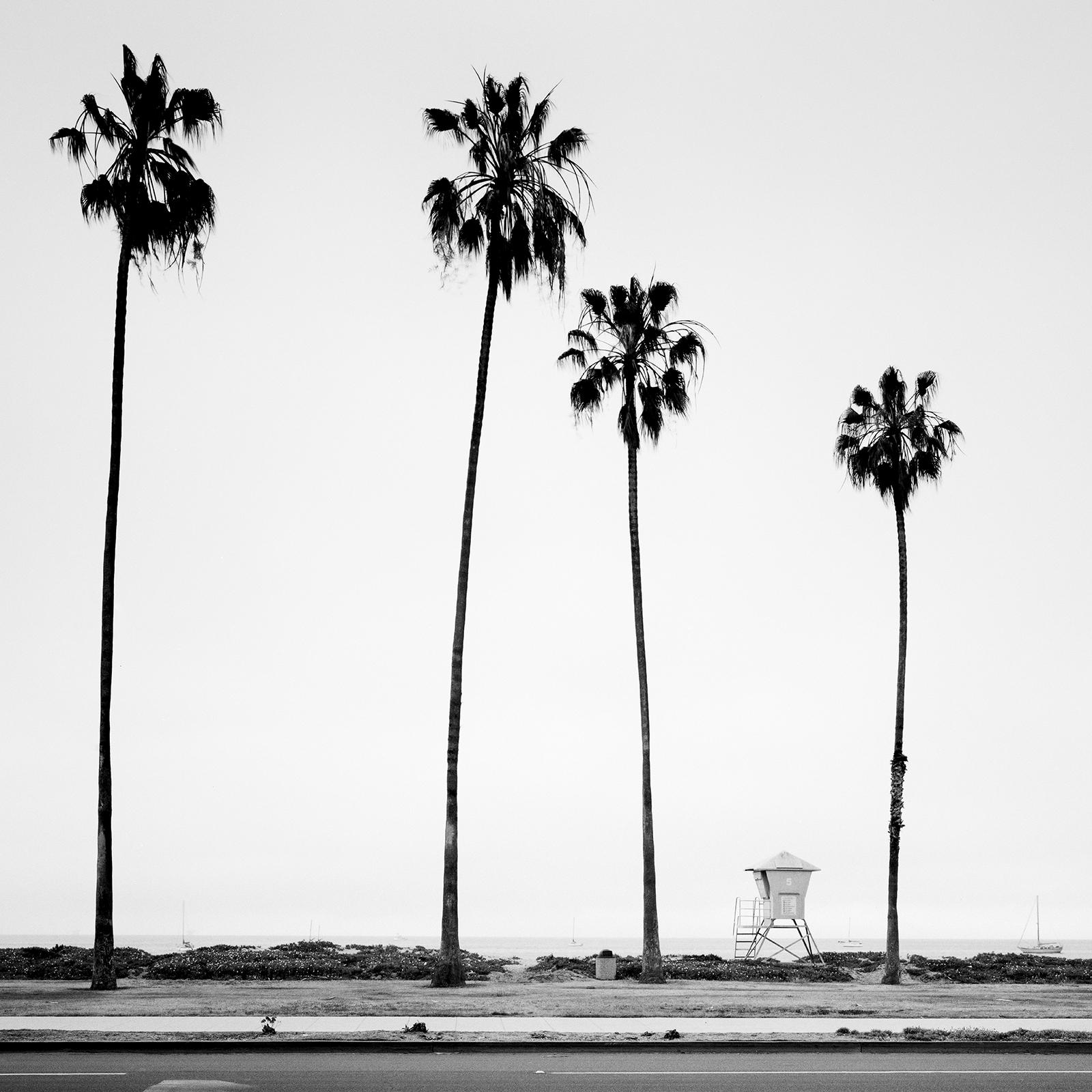 Palme, Santa Barbara, USA, monochrom, Landschaftsfotografie, limitierte Auflage im Angebot 3