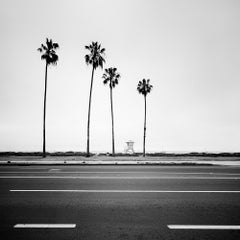 Palm Tree, Santa Barbara, USA, monochrome, landscape photograph, limited edition