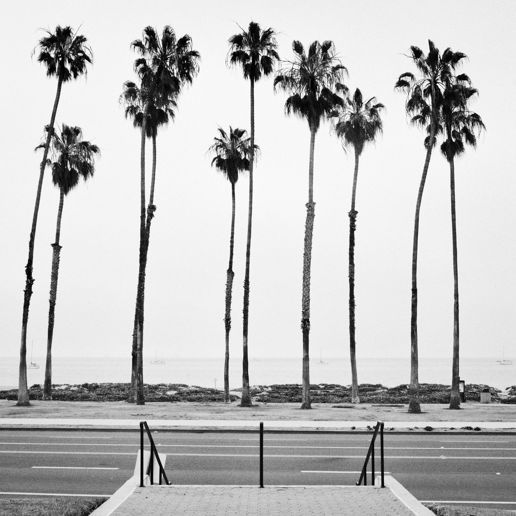 Albero di palma, strada, USA, fotografia in edizione limitata, paesaggio della spiaggia in vendita 4