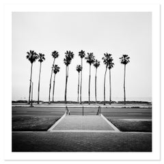 Albero di palma, strada, USA, fotografia in edizione limitata, paesaggio della spiaggia