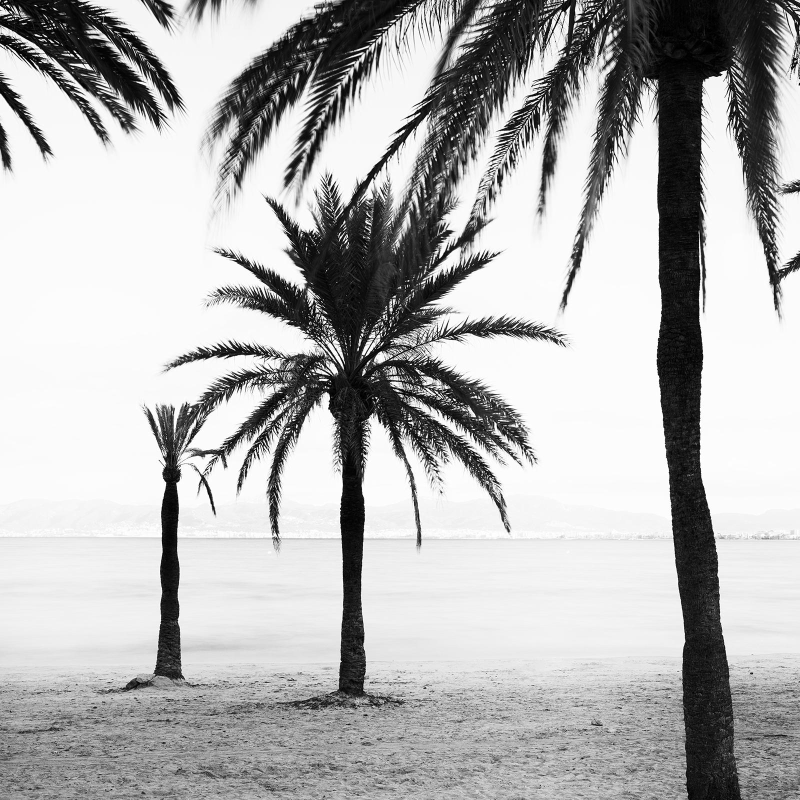 Palm Trees at the Beach, Mallorca, black and white photography, art landscape For Sale 6