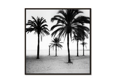 Palme sulla spiaggia, fotografia in bianco e nero, paesaggio in edizione limitata