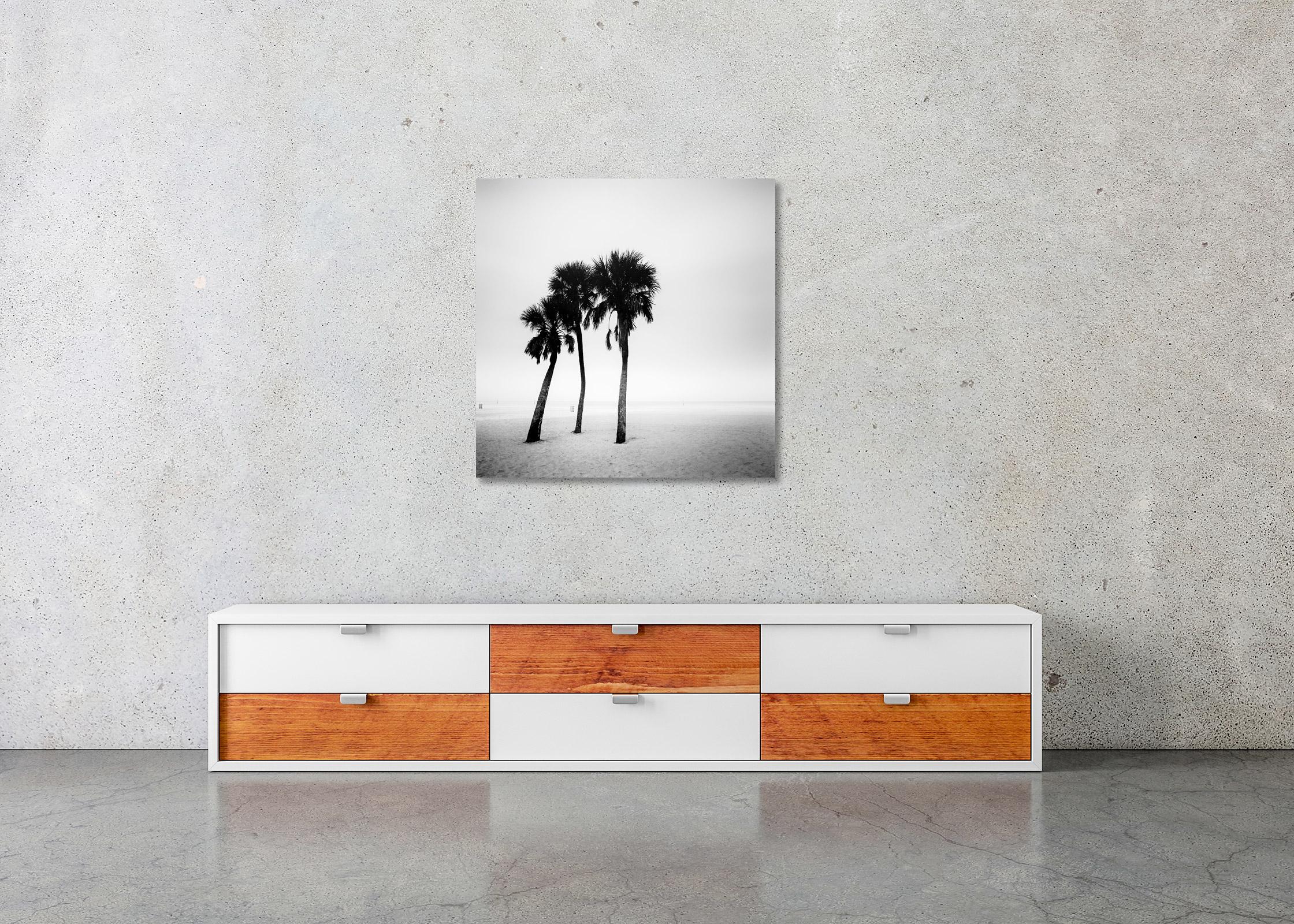Palmiers, lonley beach, Floride, USA, photographie noir et blanc, paysage en vente 3