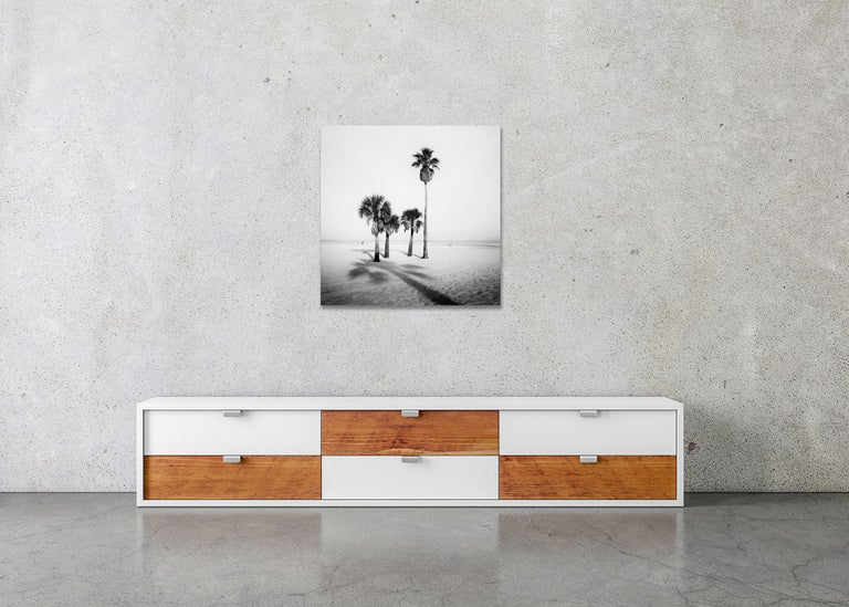 Palm Trees, beach, Florida, USA, black and white fine art photography, landscape For Sale 2