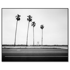 Palm Trees, Beach, Santa Barbara, USA -black and white landscape art photography
