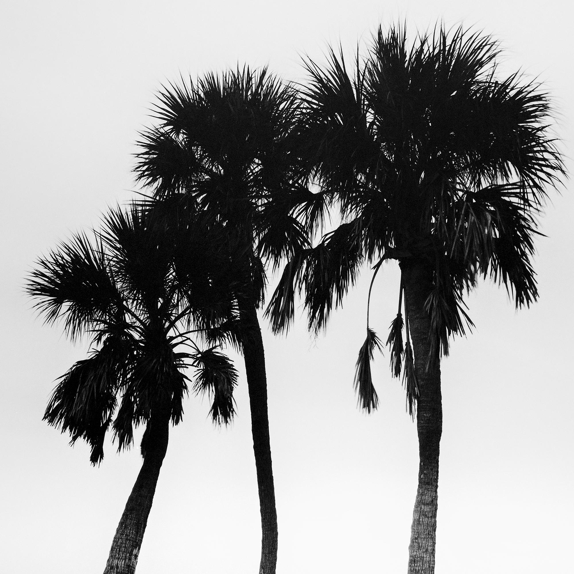 Palmeras, lonley beach, Florida, EE.UU., fotografía en blanco y negro, paisaje en venta 5