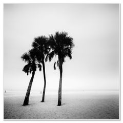 Palmiers, lonley beach, Floride, USA, photographie noir et blanc, paysage
