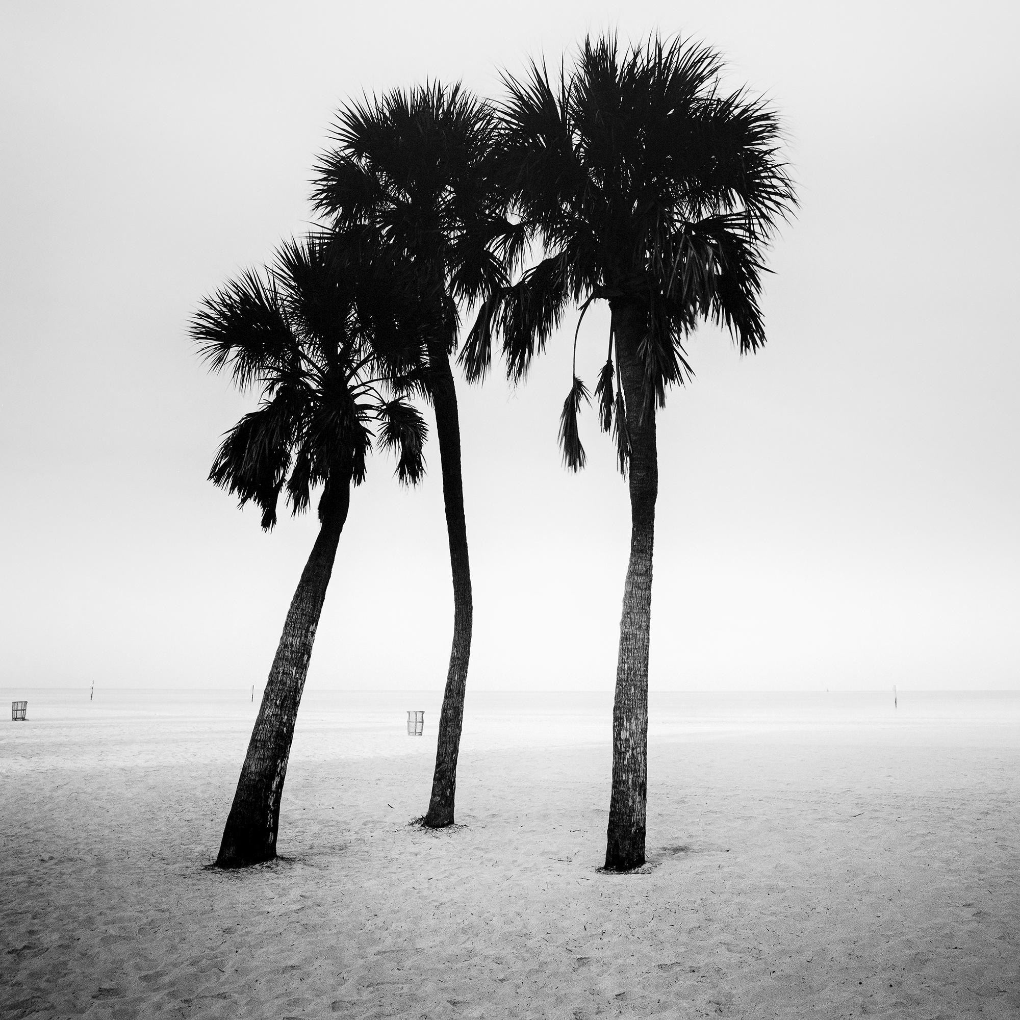 Palmeras, lonley beach, Florida, EE.UU., fotografía en blanco y negro, paisaje en venta 3
