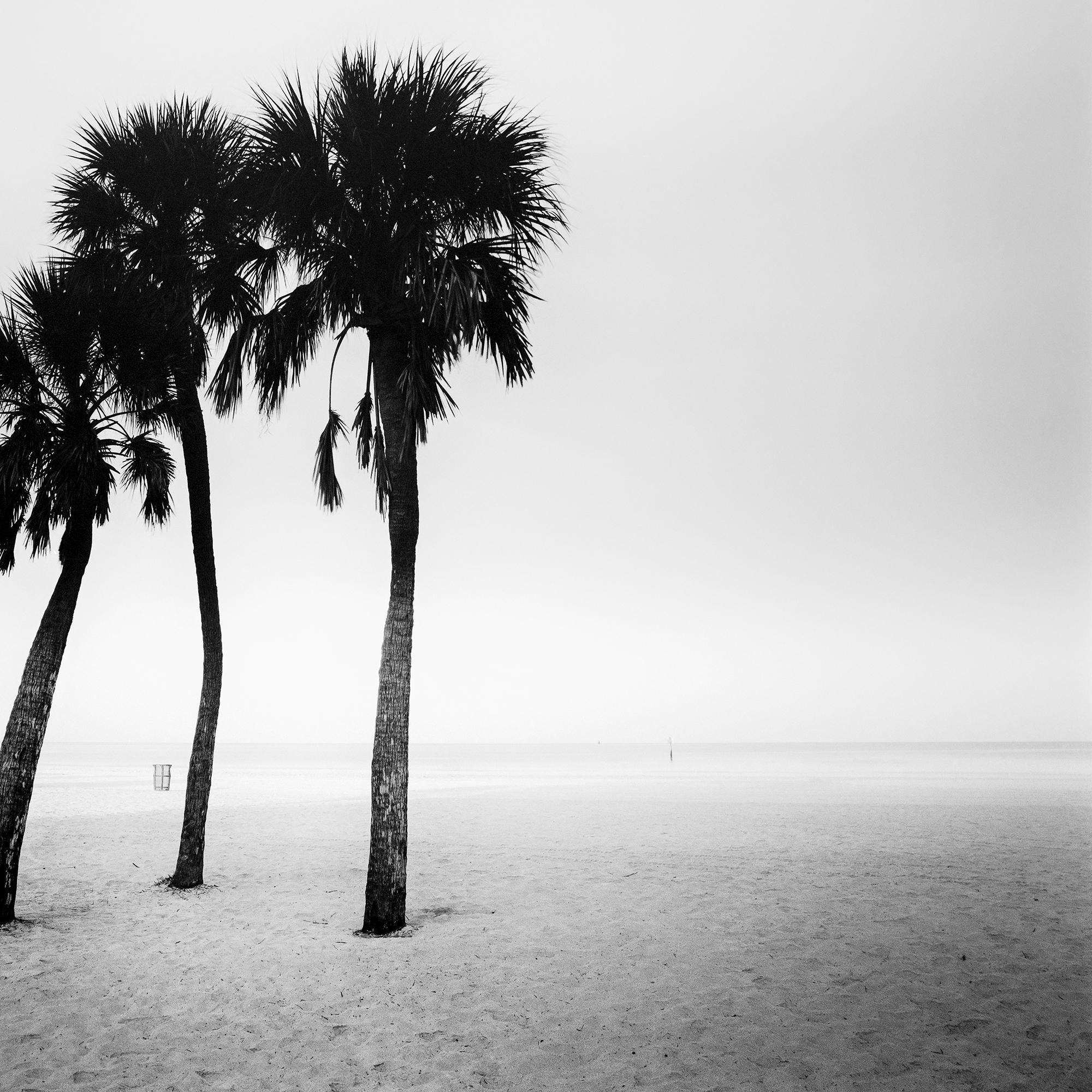 Palmeras, lonley beach, Florida, EE.UU., fotografía en blanco y negro, paisaje en venta 4