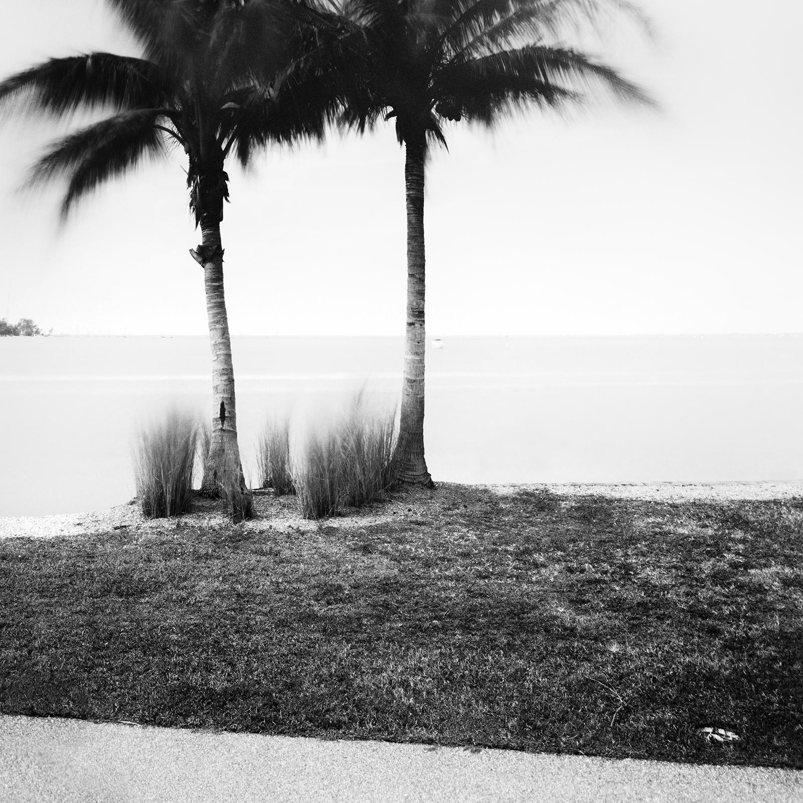 Palm Trees on Promenade, Florida, USA, black and white photography, landscape For Sale 4