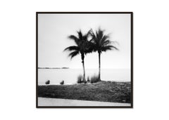 Palm Trees on Promenade, Florida, USA, black and white photography, landscape