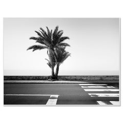 Palm Trees on the Roadside, black and white photography - landscape - limited