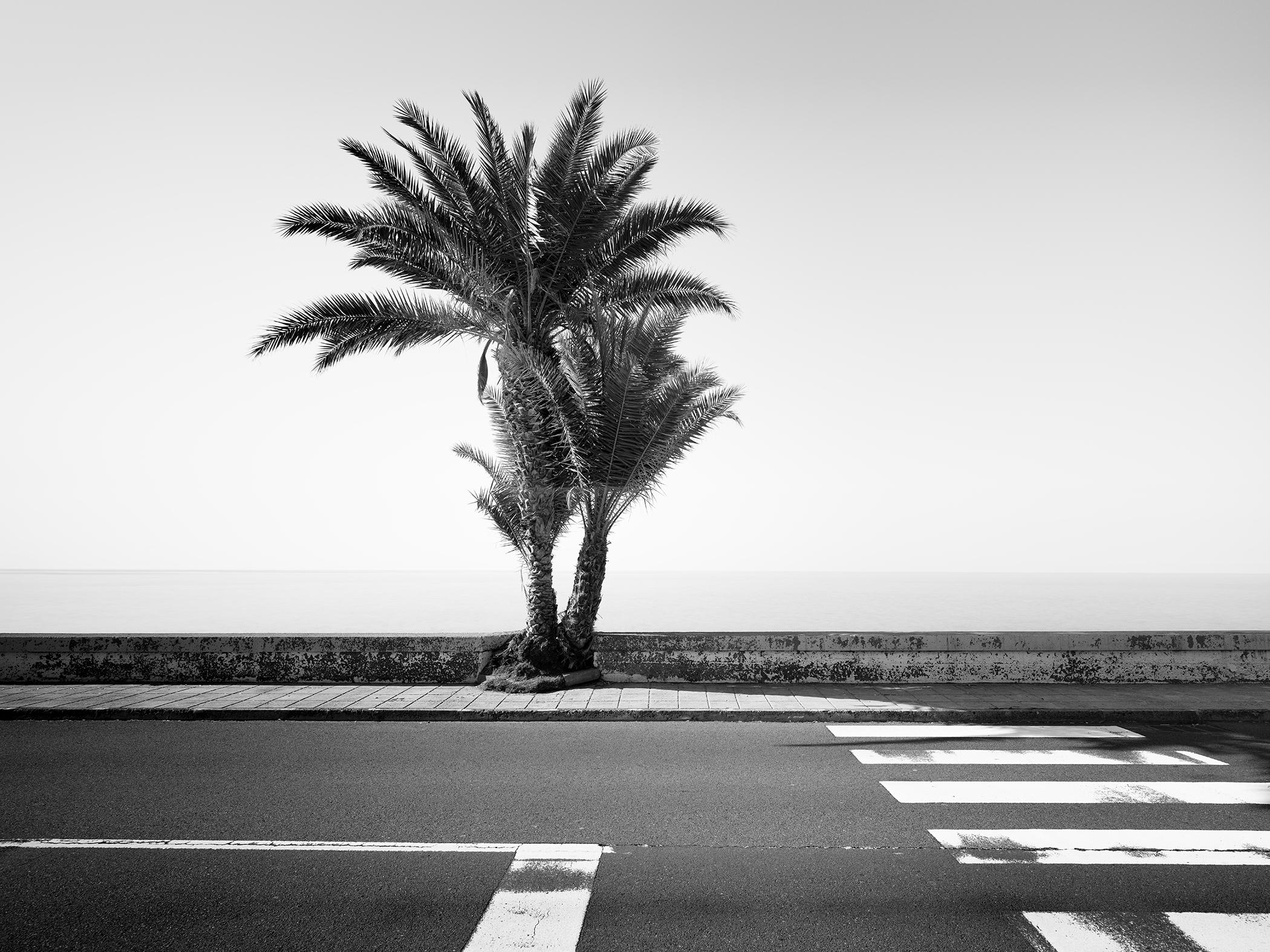 Palmiers sur le bord de la route, photographie noir et blanc, paysage, limité