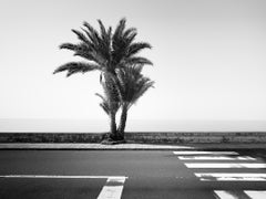 Palme sul ciglio della strada, fotografia in bianco e nero, paesaggio, limited