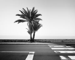 Palm Trees on the roadside, Portugal, black and white art photography, seaside