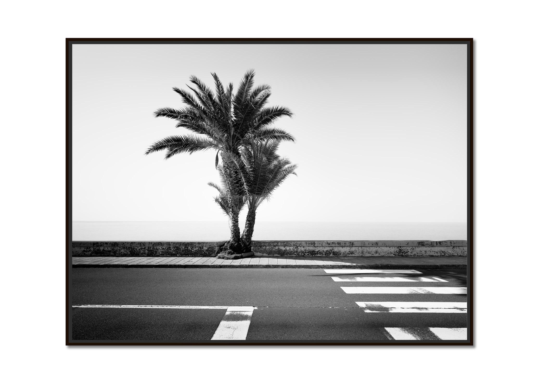 Palm Trees on the Roadside, Portugal, black and white fine art photography print - Photograph by Gerald Berghammer