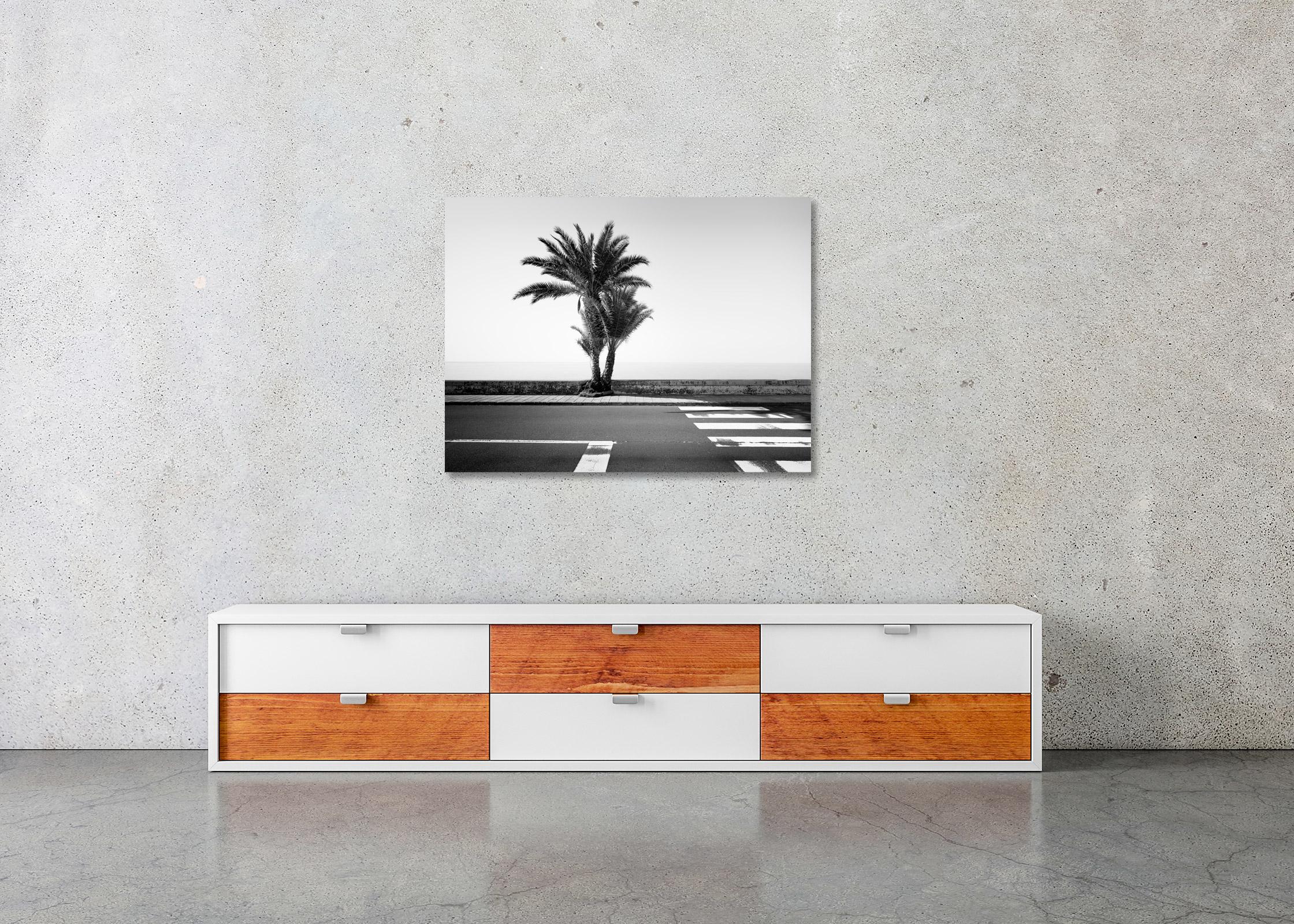 Palm Trees on the Roadside, Portugal, black and white fine art photography print - Gray Black and White Photograph by Gerald Berghammer
