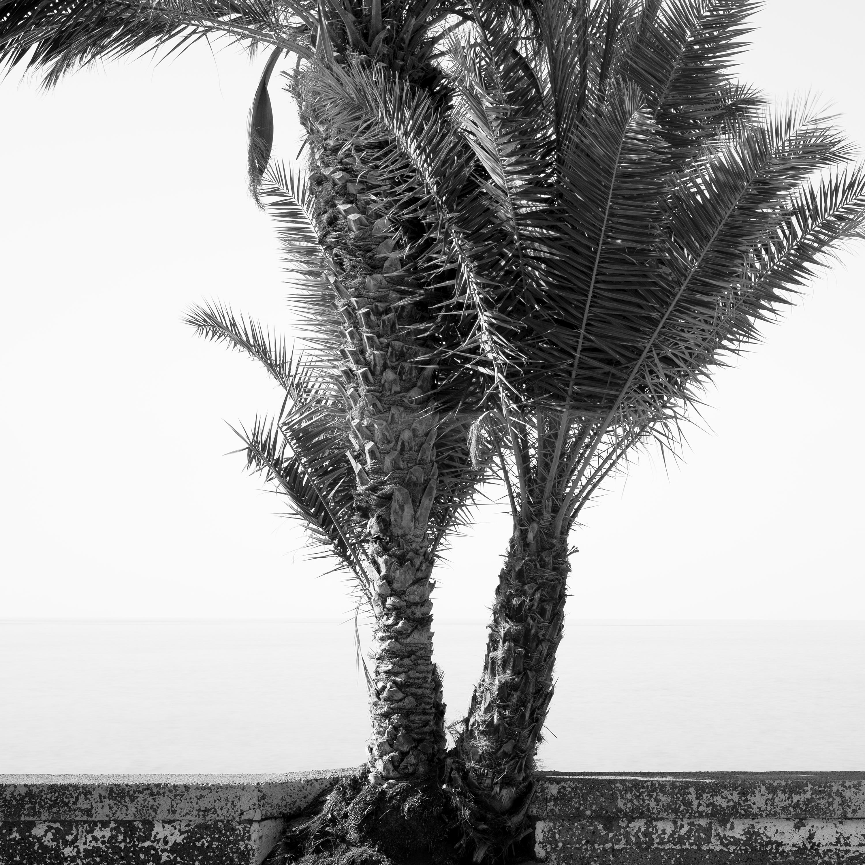 Palm Trees on the Roadside, Portugal, black and white fine art photography print For Sale 1