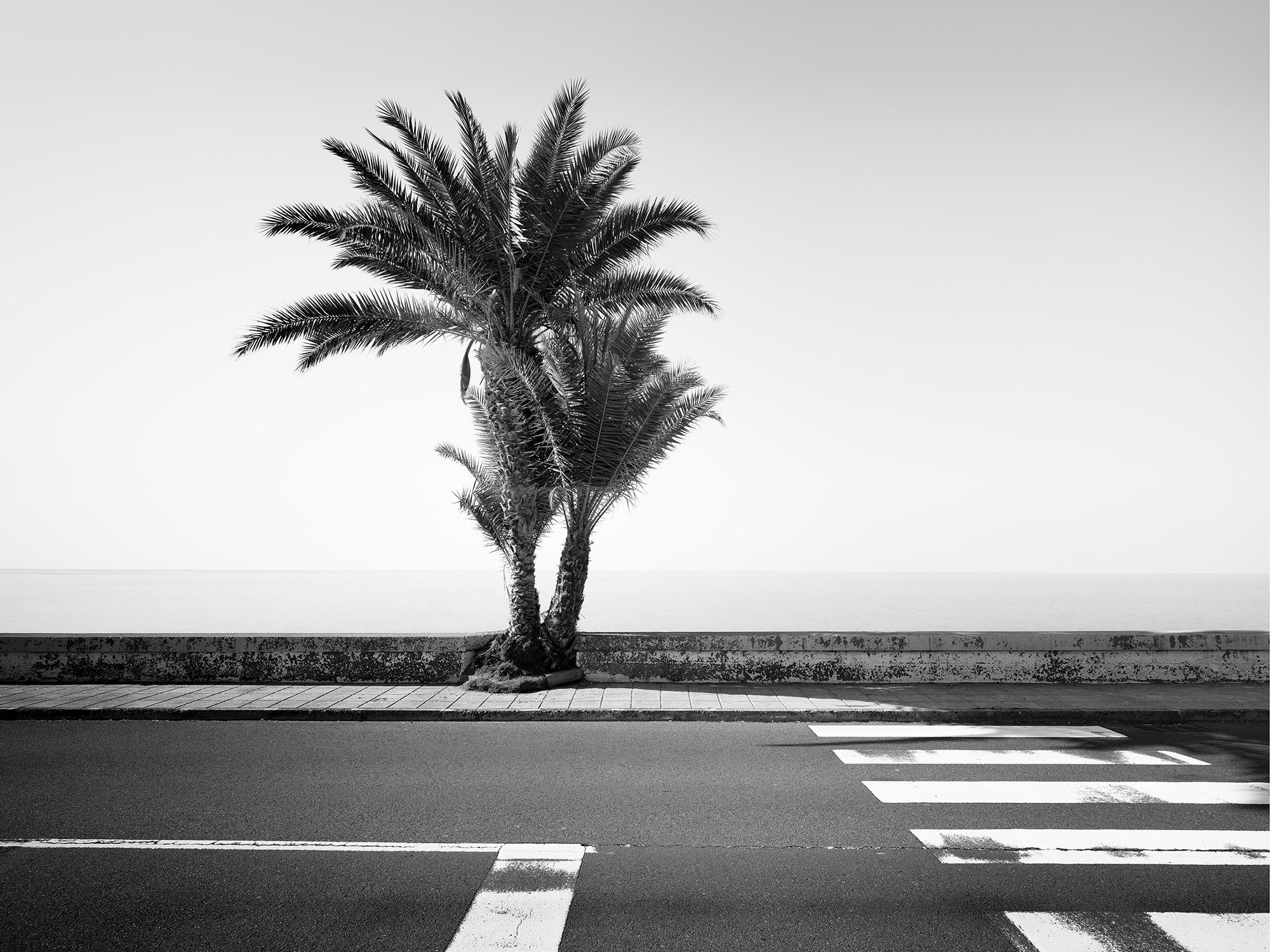 Gerald Berghammer Black and White Photograph - Palm Trees on the Roadside, Portugal, black and white fine art photography print