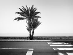 Palm Trees on the Roadside, Portugal, black and white fine art photography print