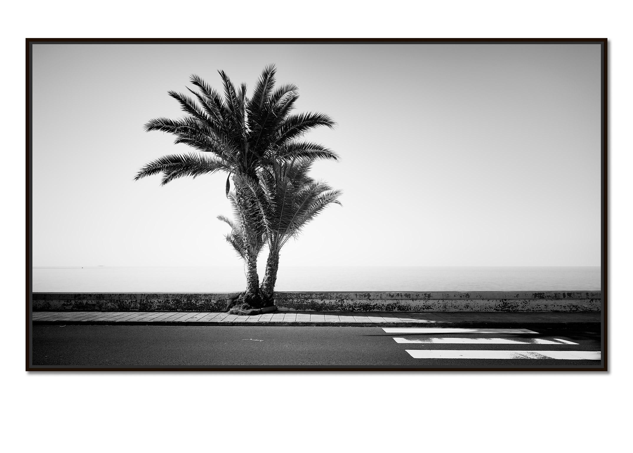Palm Trees on the roadside, Portugal, Black and white photography, landscape - Photograph by Gerald Berghammer