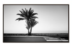 Palm Trees on the Roadside, black and white photography, landscape, limited