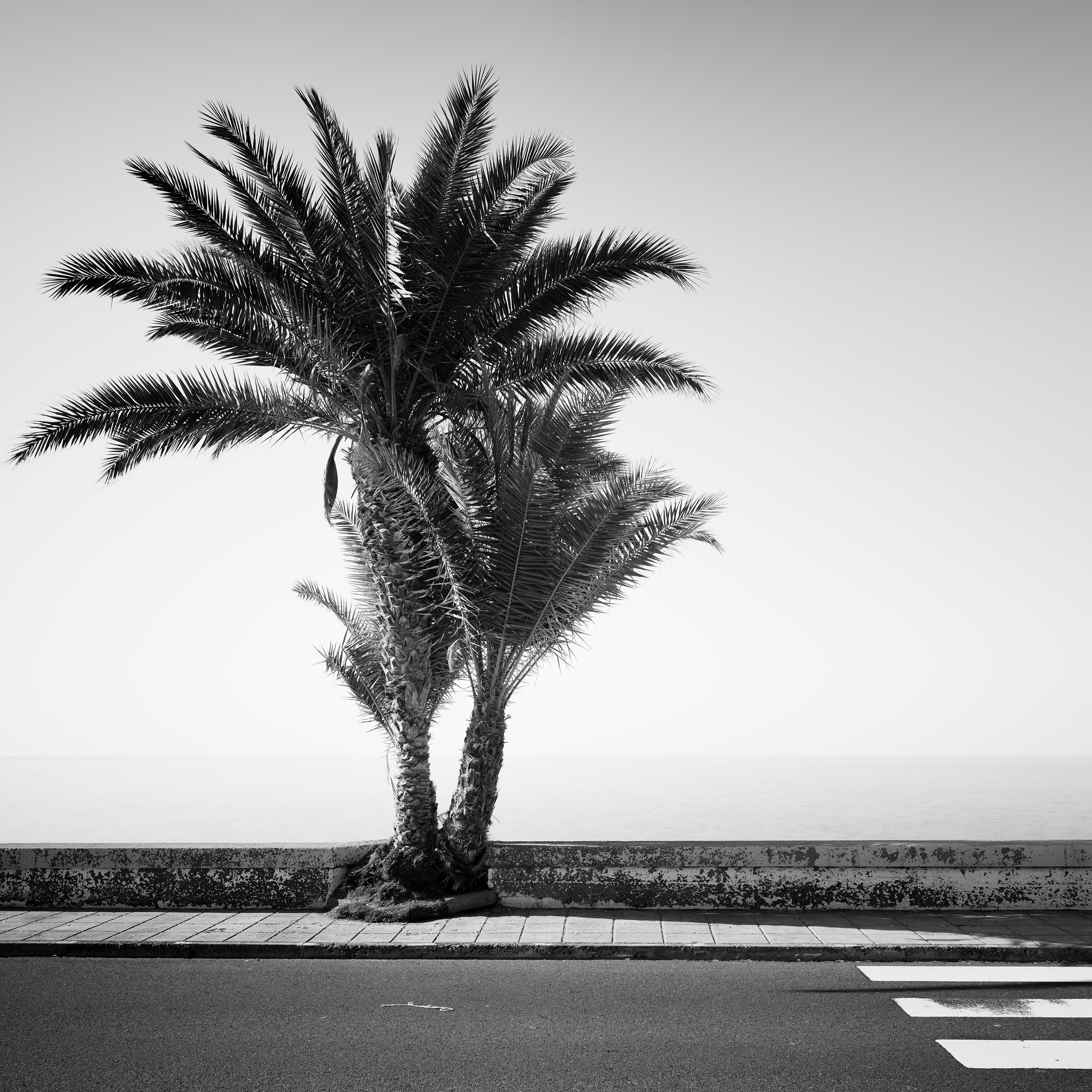Palm Trees on the roadside, Portugal, Black and white photography, landscape For Sale 1
