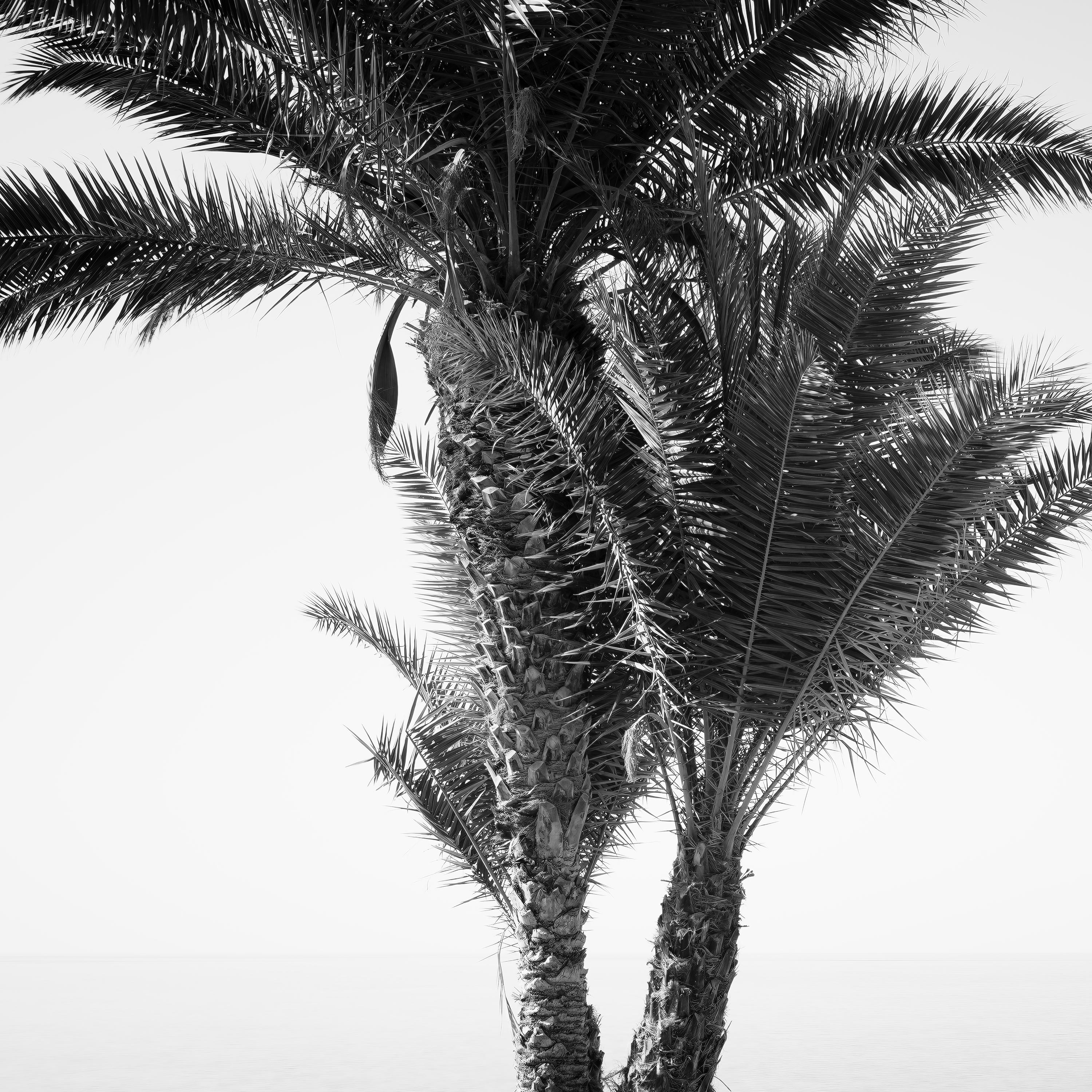 Palm Trees on the roadside, Portugal, Black and white photography, landscape For Sale 2