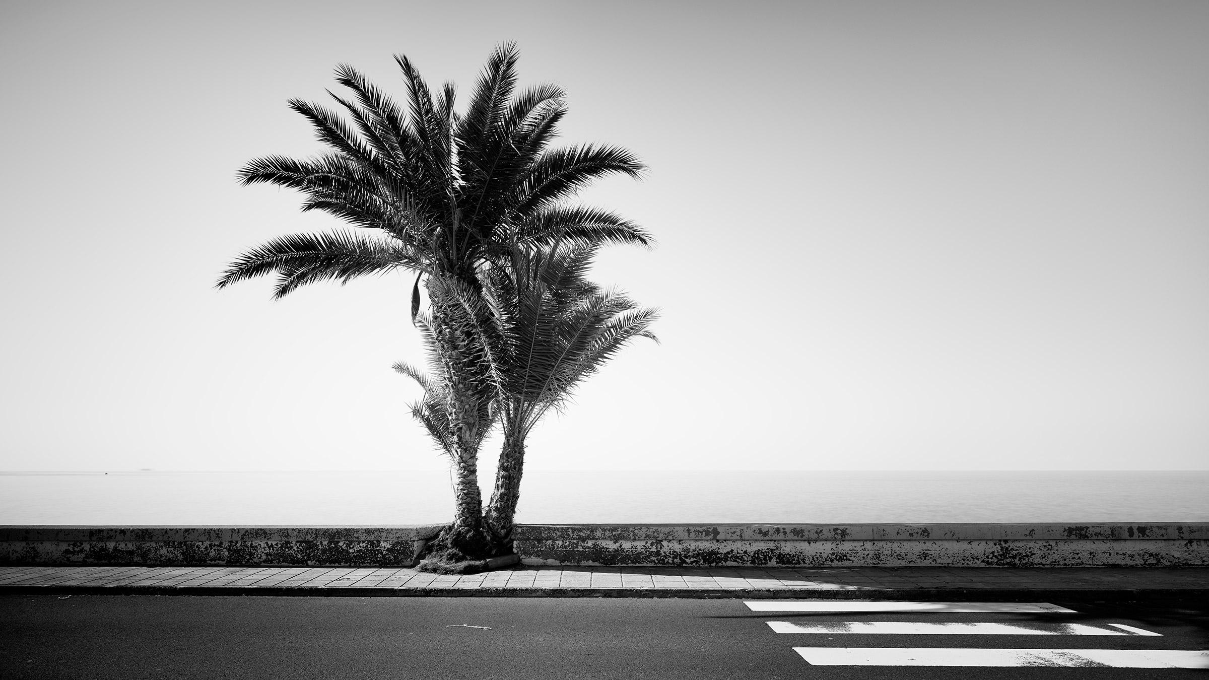 Gerald Berghammer Landscape Photograph – Palmen an der Straße, Portugal, Schwarz-Weiß-Fotografie, Landschaft