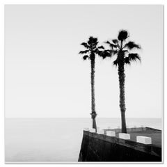 Palm Trees, Parking Lot, monochrome photograph, limited edition, landscape print