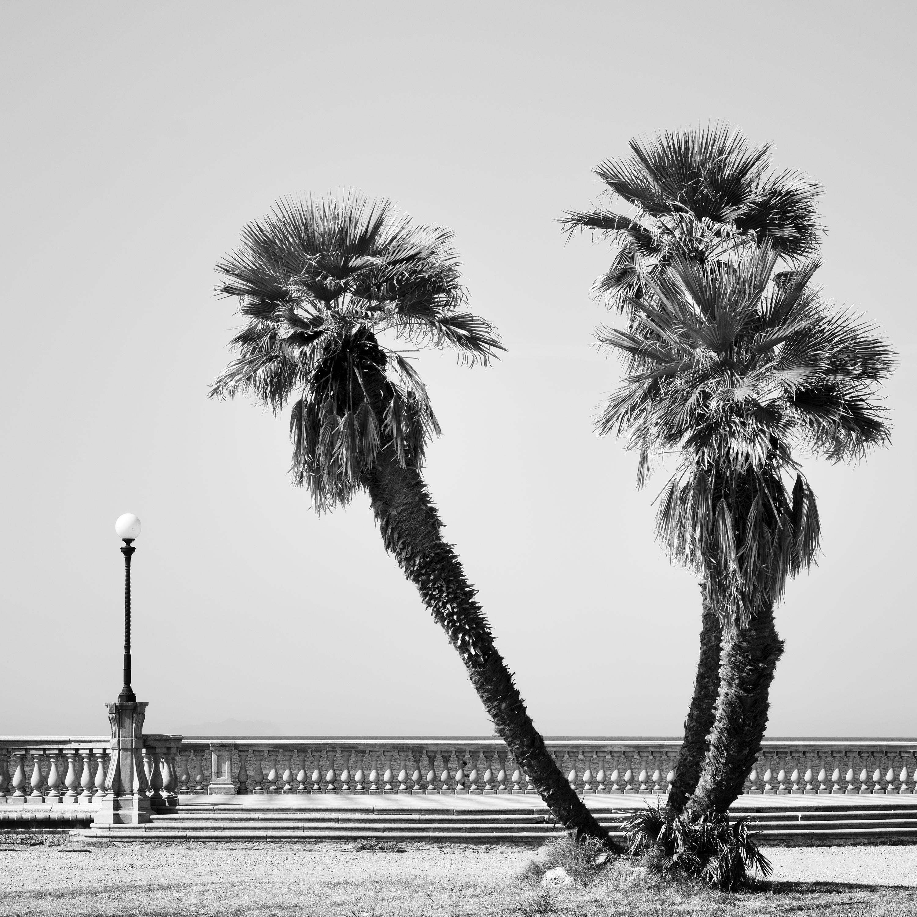 Palmenbäume, Terrazza Mascagni, Toskana, Schwarz-Weiß-Fotografie, Landschaft  im Angebot 3