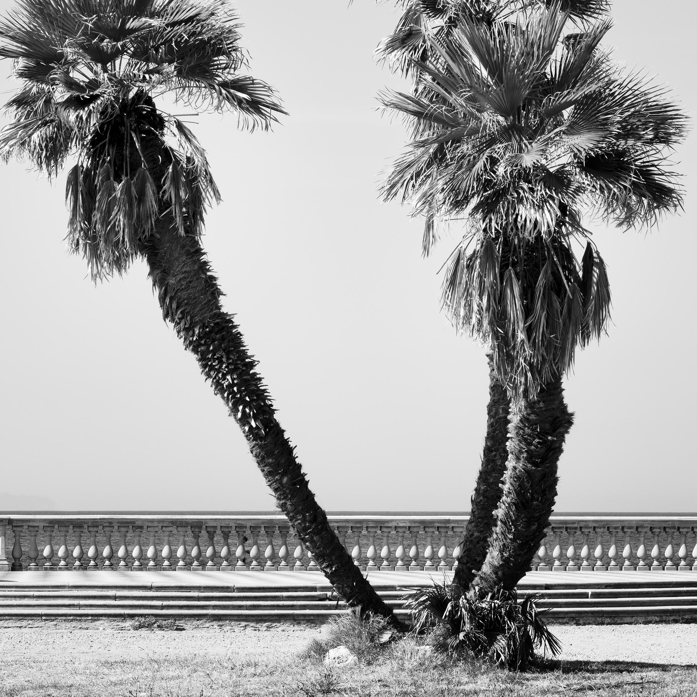 Palmenbäume, Terrazza Mascagni, Toskana, Schwarz-Weiß-Fotografie, Landschaft  im Angebot 4
