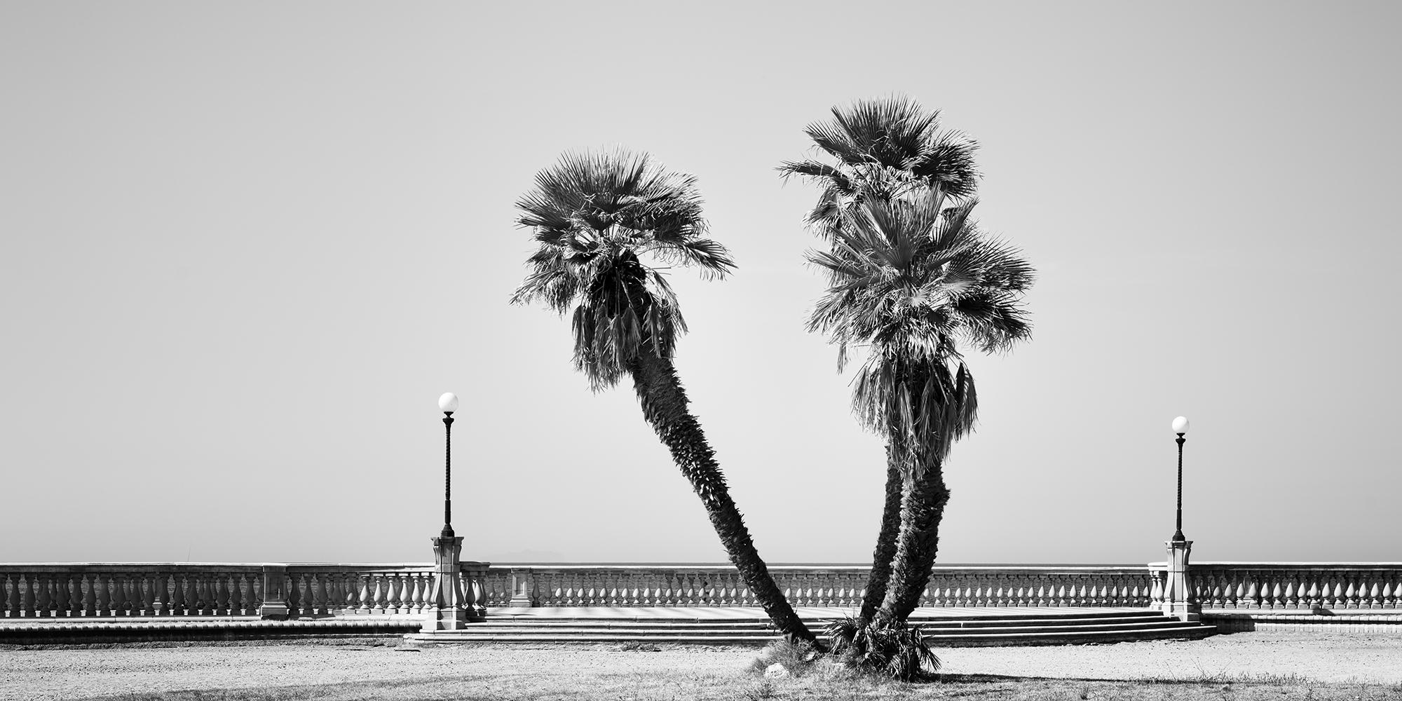 Gerald Berghammer Landscape Photograph - Palm Trees, Terrazza Mascagni, Tuscany, black and white photography, landscape 
