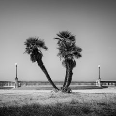 Palm Trees, Terrazza Mascagni, Tuscany, black and white photography, landscape
