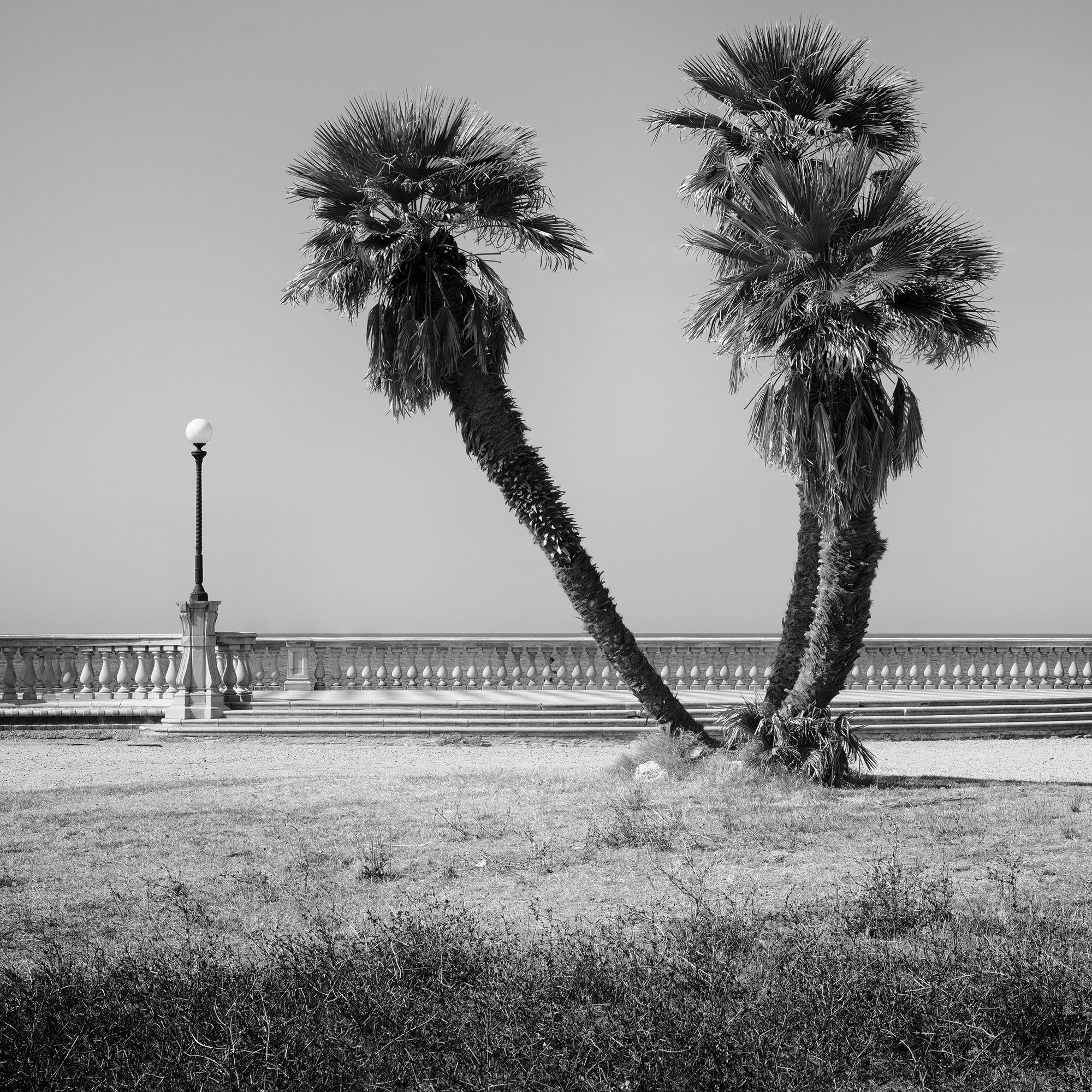 Palm Trees, Tuscany, monochrome photograph, limited edition landscape print For Sale 3