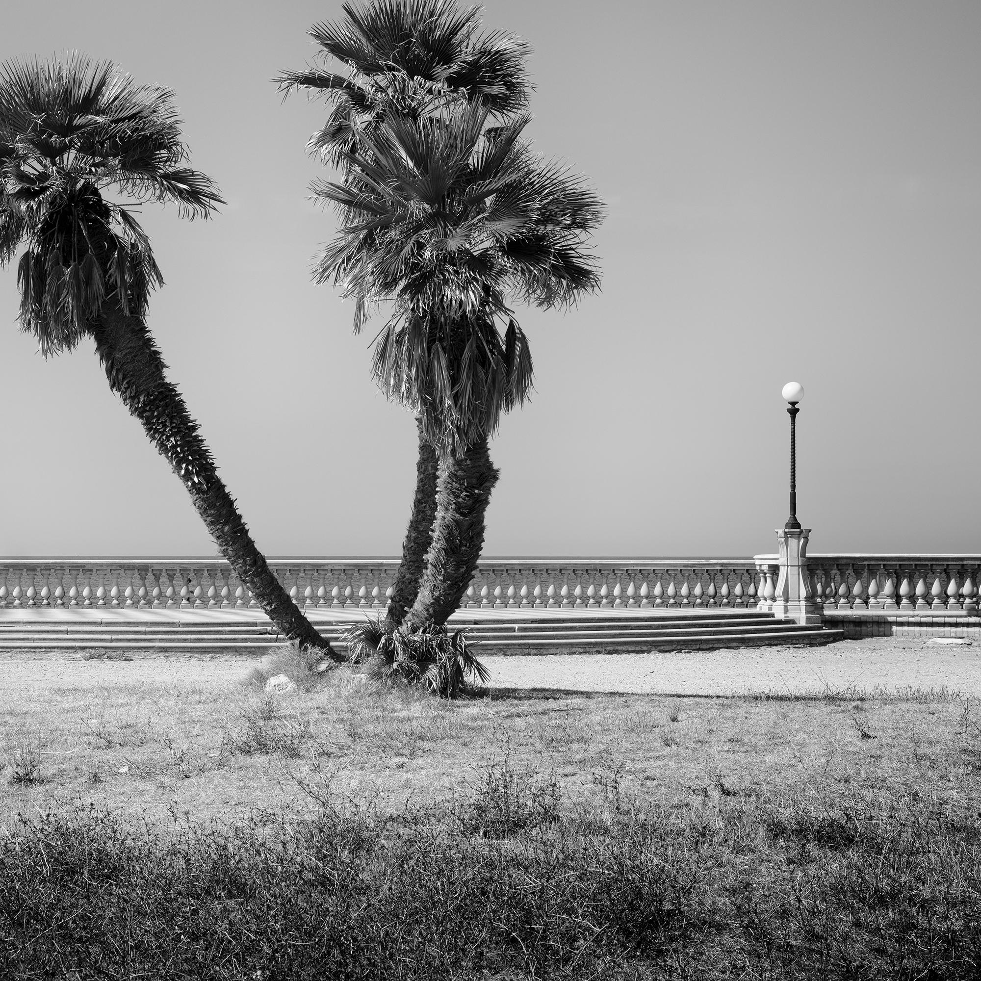 Palm Trees, Tuscany, monochrome photograph, limited edition landscape print For Sale 4