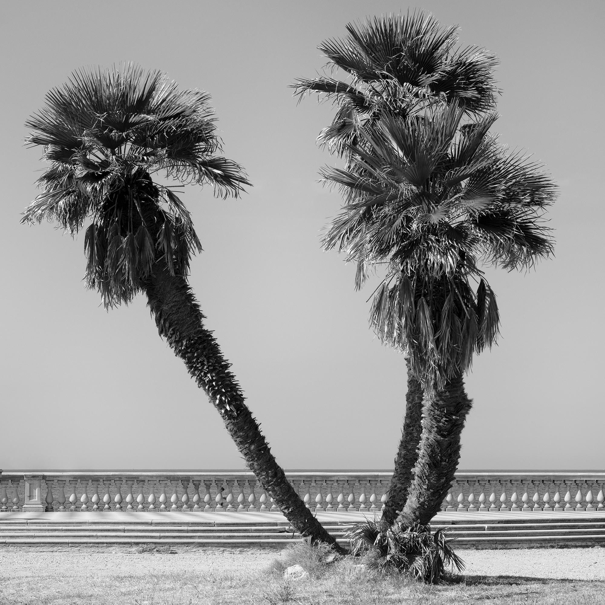 Palm Trees, Tuscany, monochrome photograph, limited edition landscape print For Sale 5