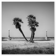 Palmenbäume, Toskana, monochrome Fotografie, Landschaftsdruck in limitierter Auflage