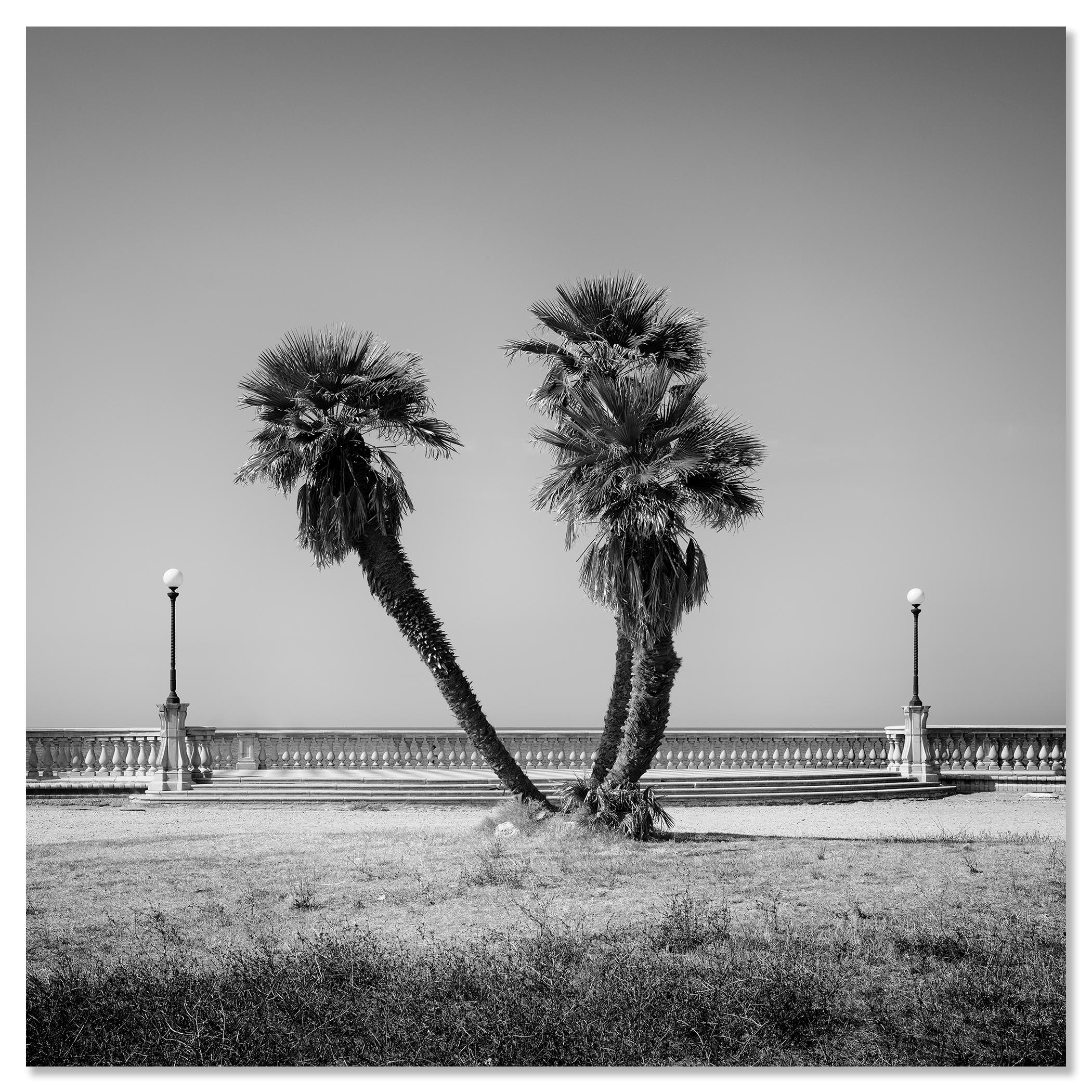 Palm Trees, Tuscany, monochrome photograph, limited edition landscape print For Sale 1