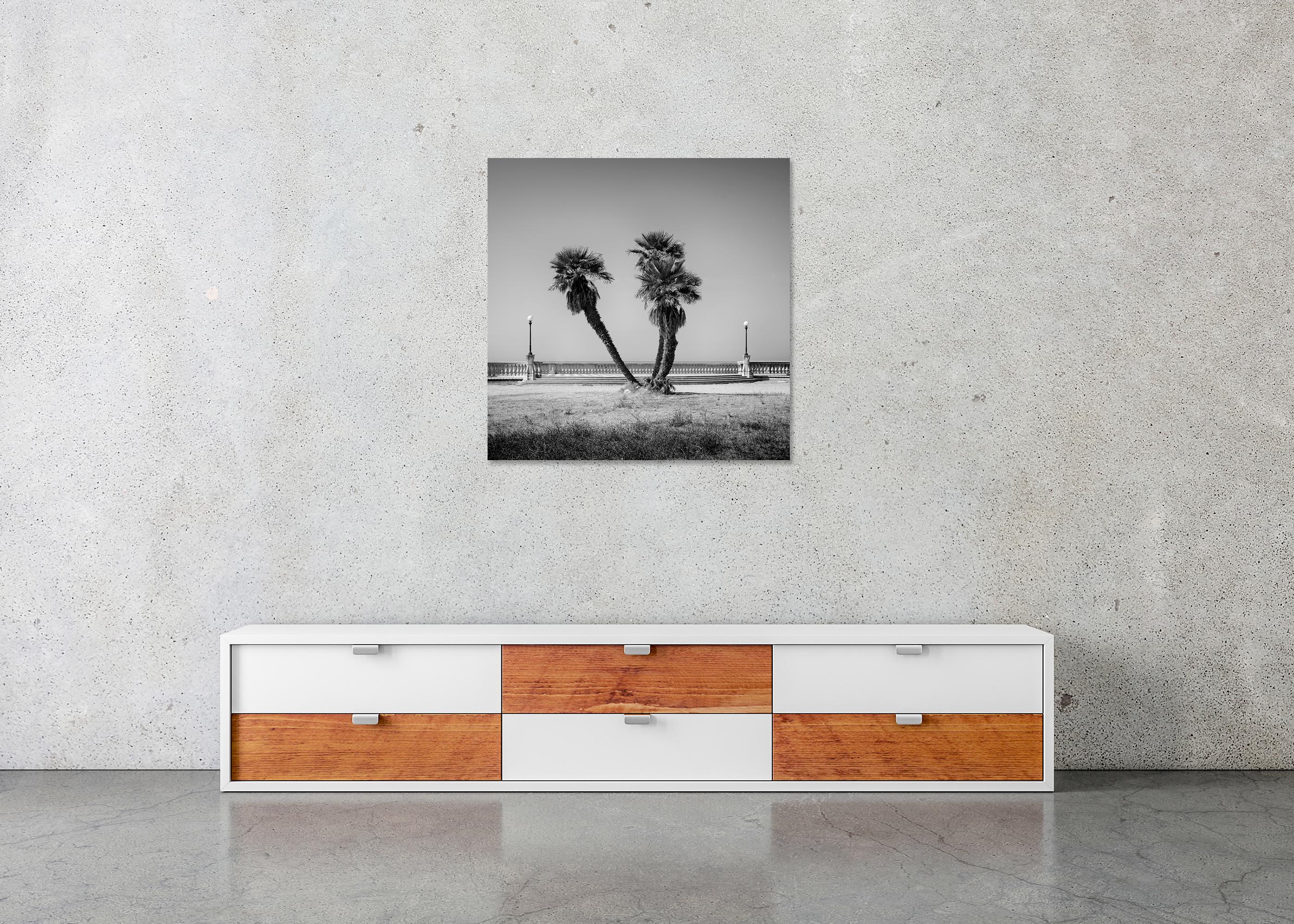 Palm Trees, Tuscany, monochrome photograph, limited edition landscape print For Sale 2
