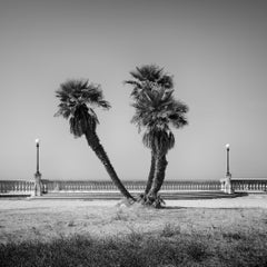 Palm Trees, Tuscany, monochrome photograph, limited edition landscape print