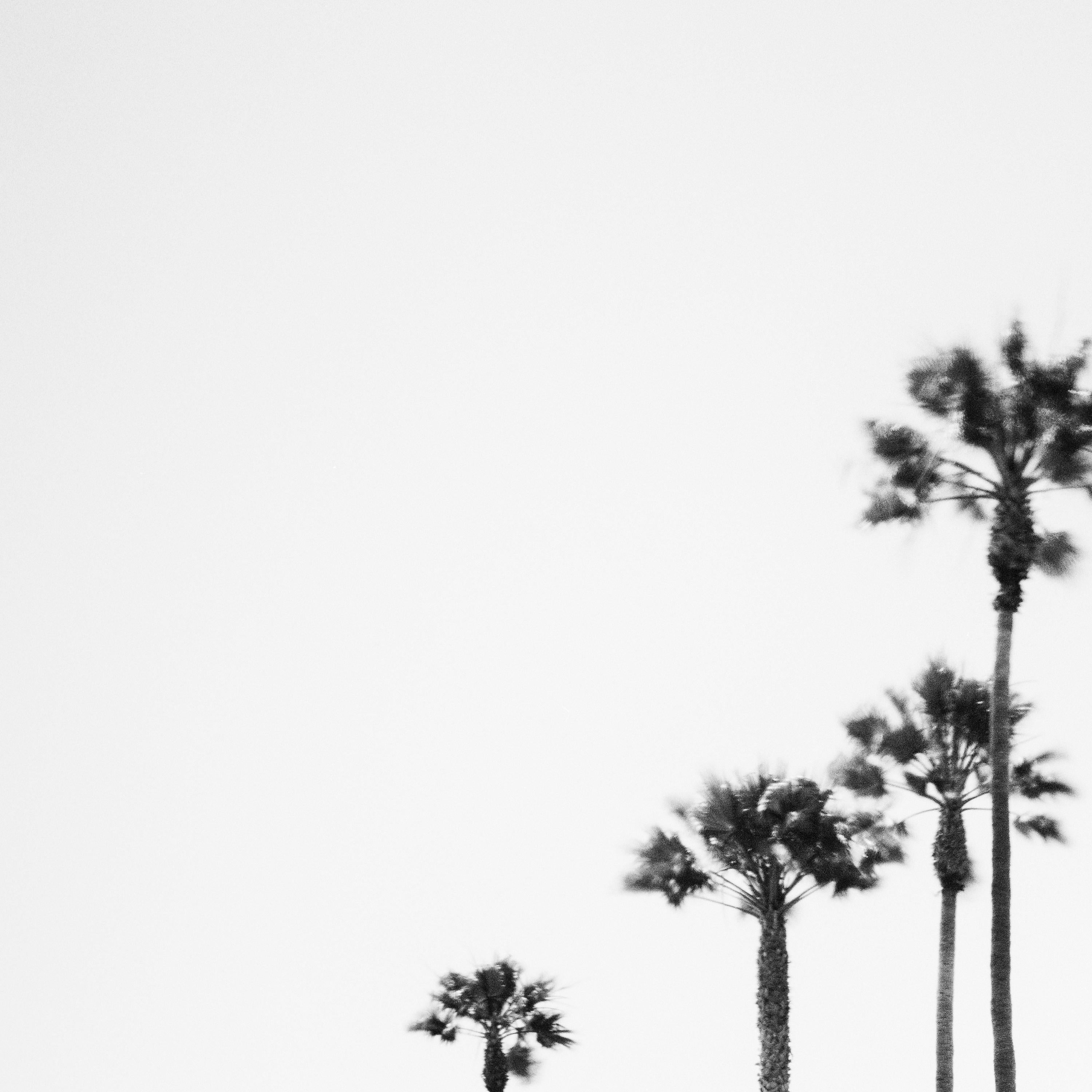 Palms Motel, Santa Barbara, USA, black and white photography, fine art landscape For Sale 2