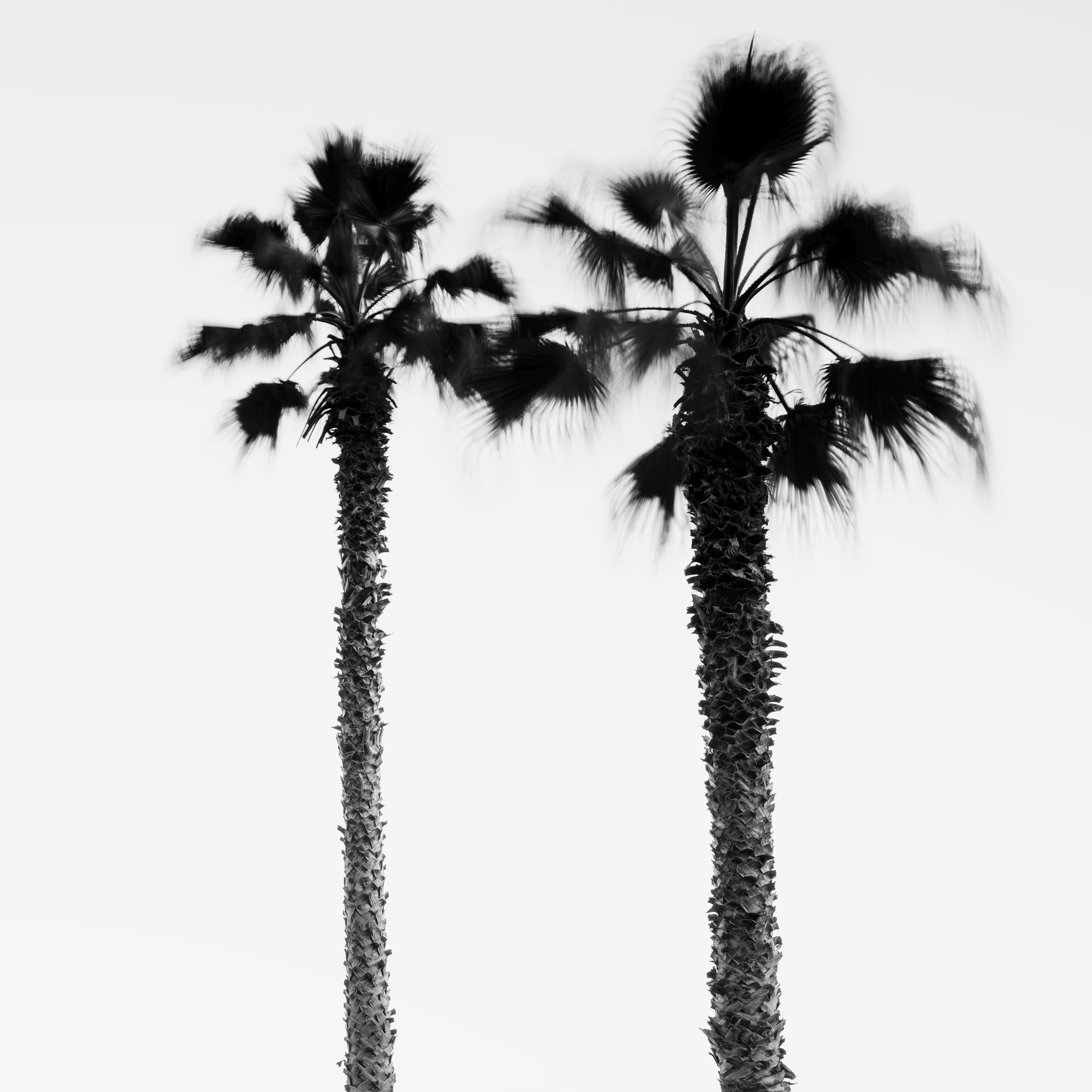 Parking lot with Palm Trees, Madeira, black and white photography, art landscape For Sale 2