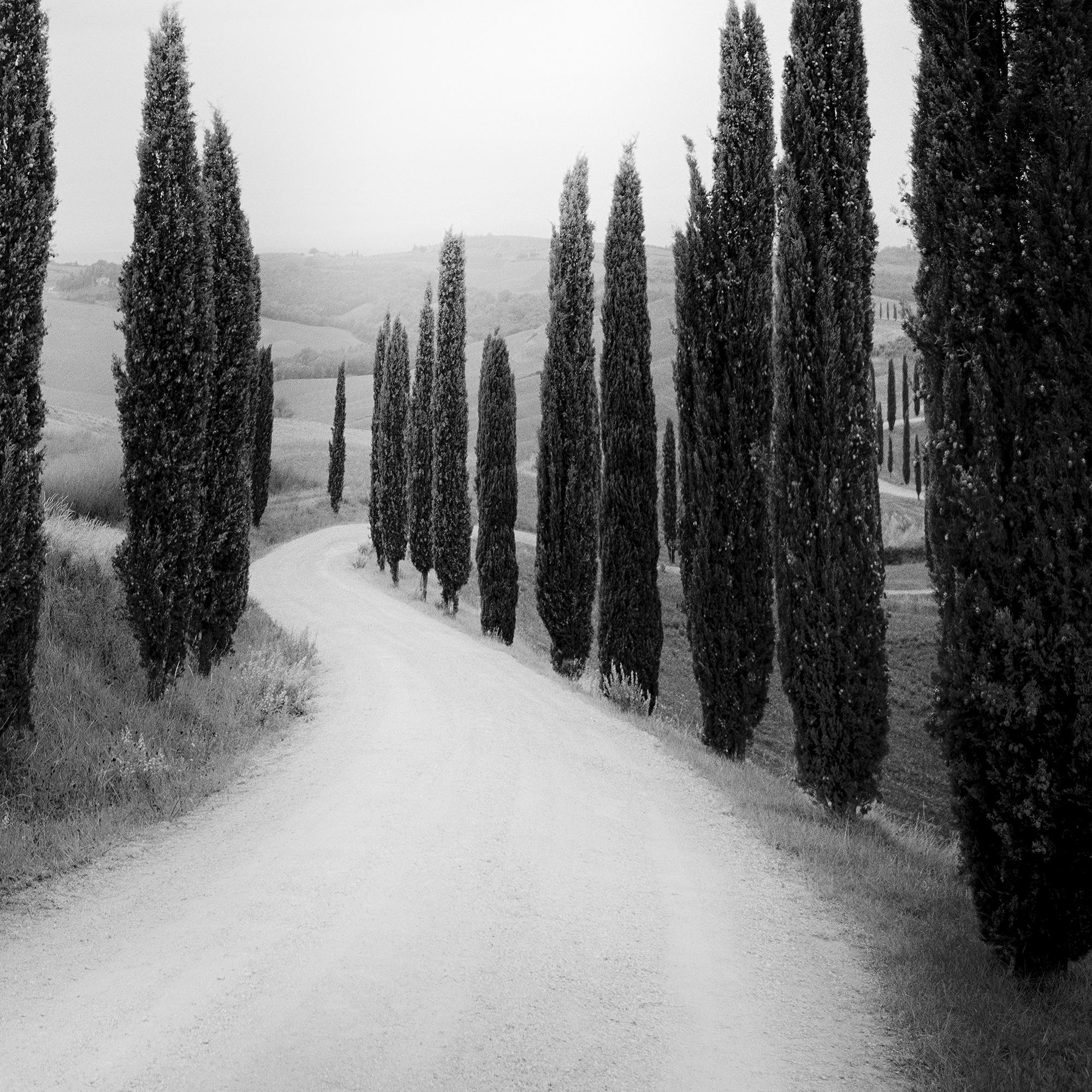 Sendero bordeado de Cipreses, fotografía de paisaje, edición limitada, Toscana en venta 5