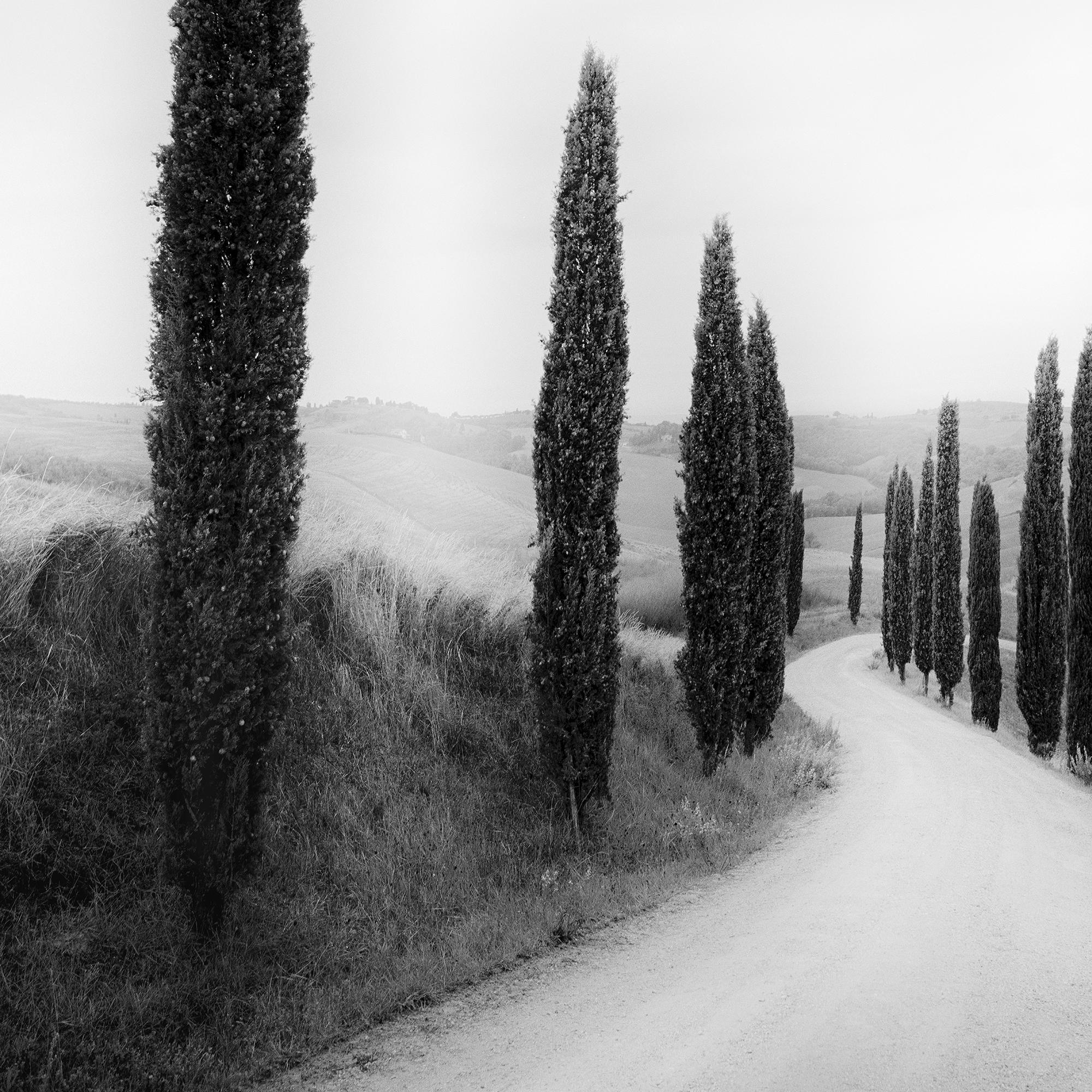 Sendero bordeado de Cipreses, fotografía de paisaje, edición limitada, Toscana en venta 6