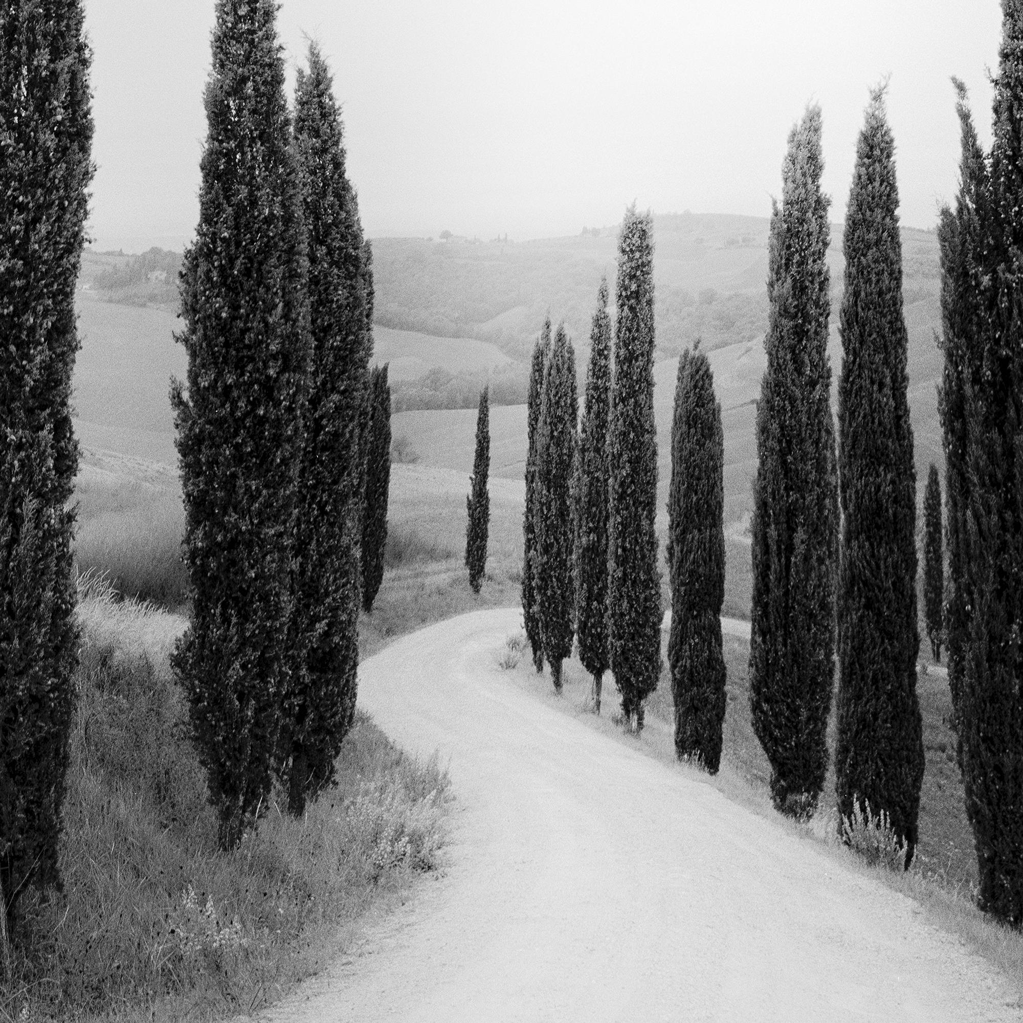 Sendero bordeado de Cipreses, fotografía de paisaje, edición limitada, Toscana en venta 7
